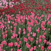 チューリップの画像