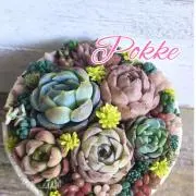 Pokke*