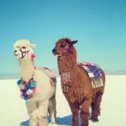 パカアル°＊の画像