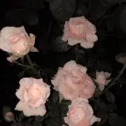 7nulllの画像