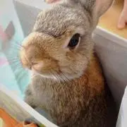 おさかなくん