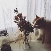やまやんの画像