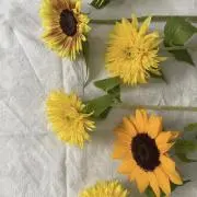 SAKU 即購入OK❣️送料無料❣️の画像
