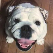 ふじこの画像