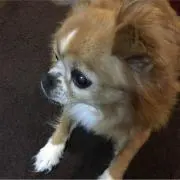 くりか