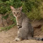 山猫の王の画像