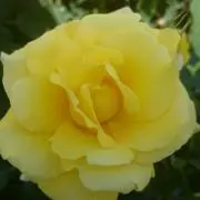どん