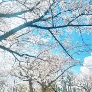mrの画像