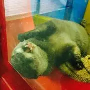 はっと
