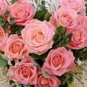 rose⭐︎