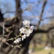 なごみの画像