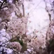fuwafuwa（断捨離中）の画像