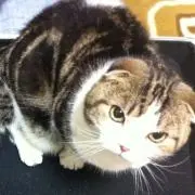 ねこすけの画像