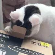 みん( ´▽｀) 即購入okです。の画像