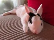 miumiuの画像