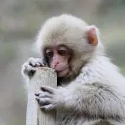 こぐぽん