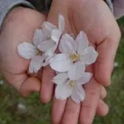 桜ママ
