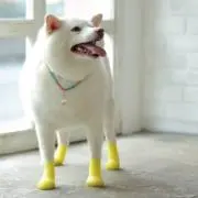 たーぼぅ