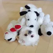 ユッキーの画像