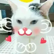 もこ