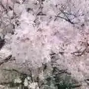 あめんぼの画像