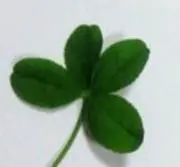 クロバー♬