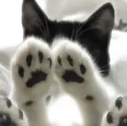 ぴの画像