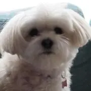 だんきちの画像