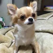 あにょん
