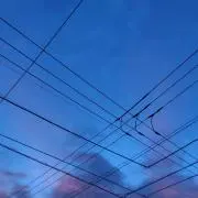 サクラ
