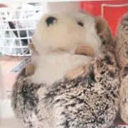 Kuの画像