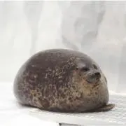 ayarock