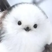 てるお墨付きの画像