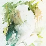 ami