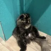 とかげの画像