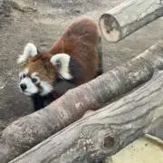 maicaの画像