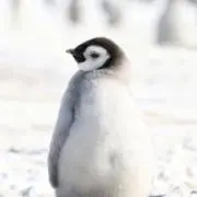 Pの画像