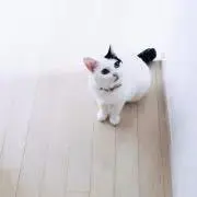 葉月の画像
