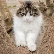 karuの画像