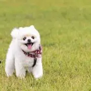 ぺてぃの画像