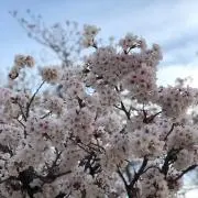 スノの画像