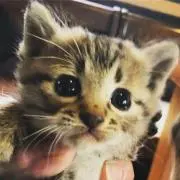 りん