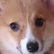 aki