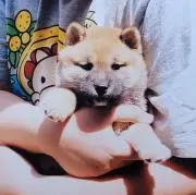 藤の画像