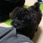 ちょーの画像