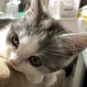 福にゃん