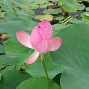 みたらし団子