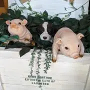 アポロ