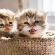猫の画像