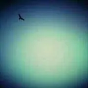 Humming Bird